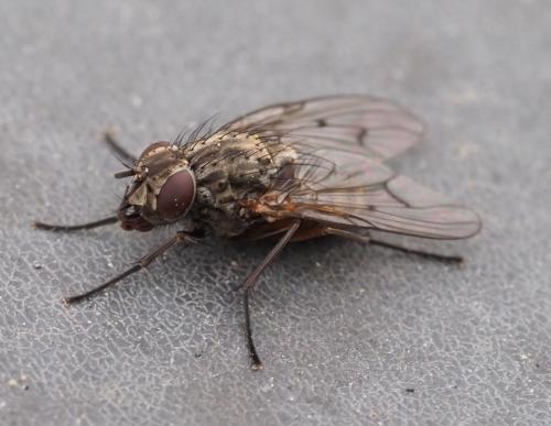 Phaonia tuguriorum